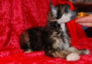 Nomilas Krazy Energy  