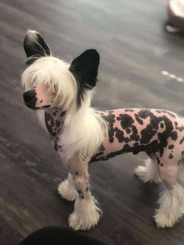 Effulgent Light Victory's Laurel