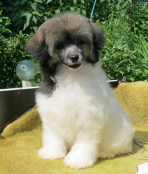 Angel O' Check Igrivaya Lu-Lu.