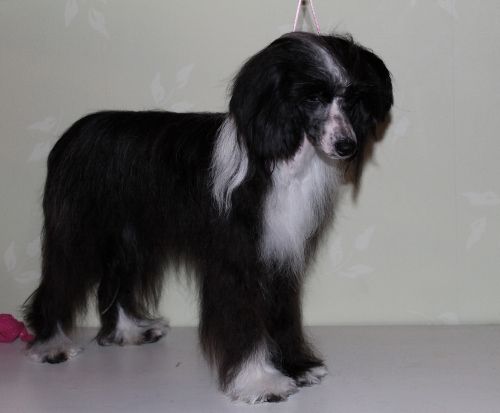 Mongoshi Karina Black & White