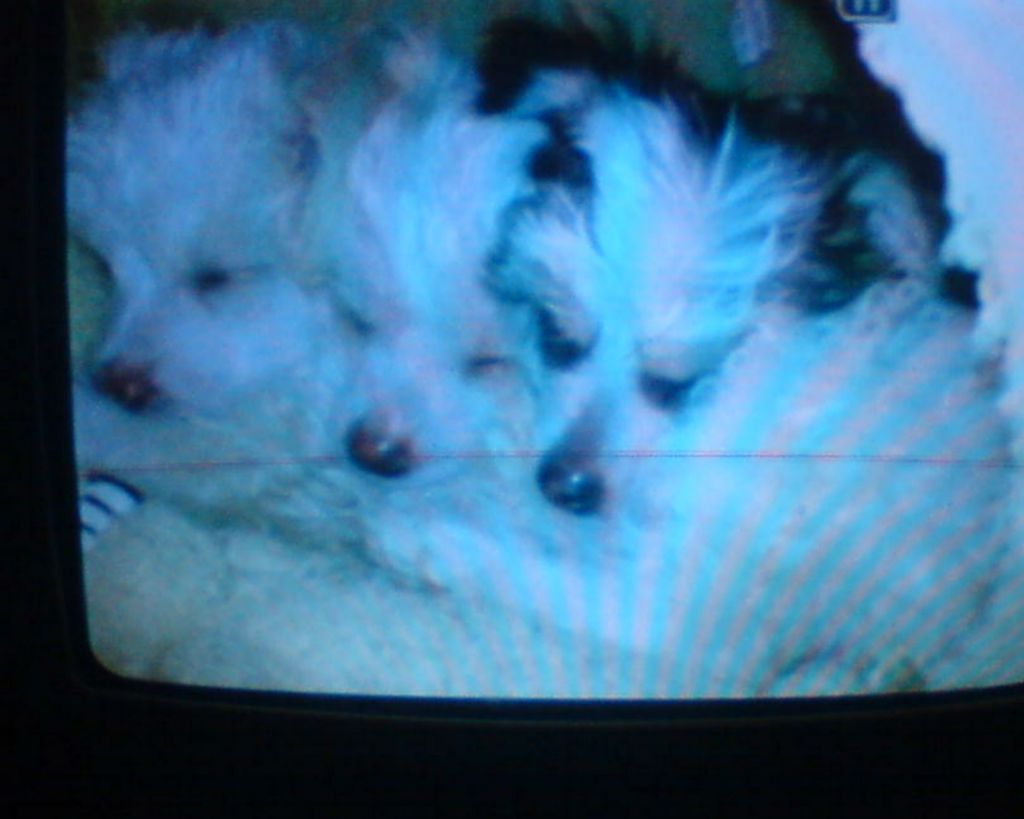 Sigyns Little Lady Ga Ga 