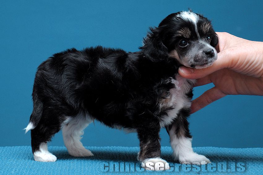 Practical Hero Primary Pawn