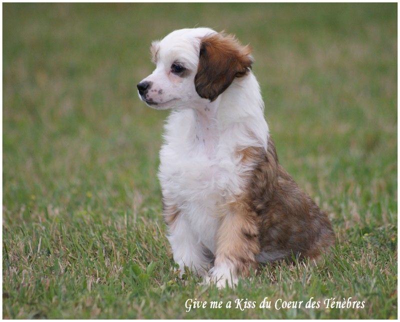 Give me a Kiss du Coeur des Ténèbres