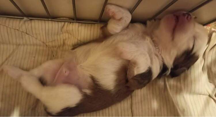 Sofiris Show Peach Blossom