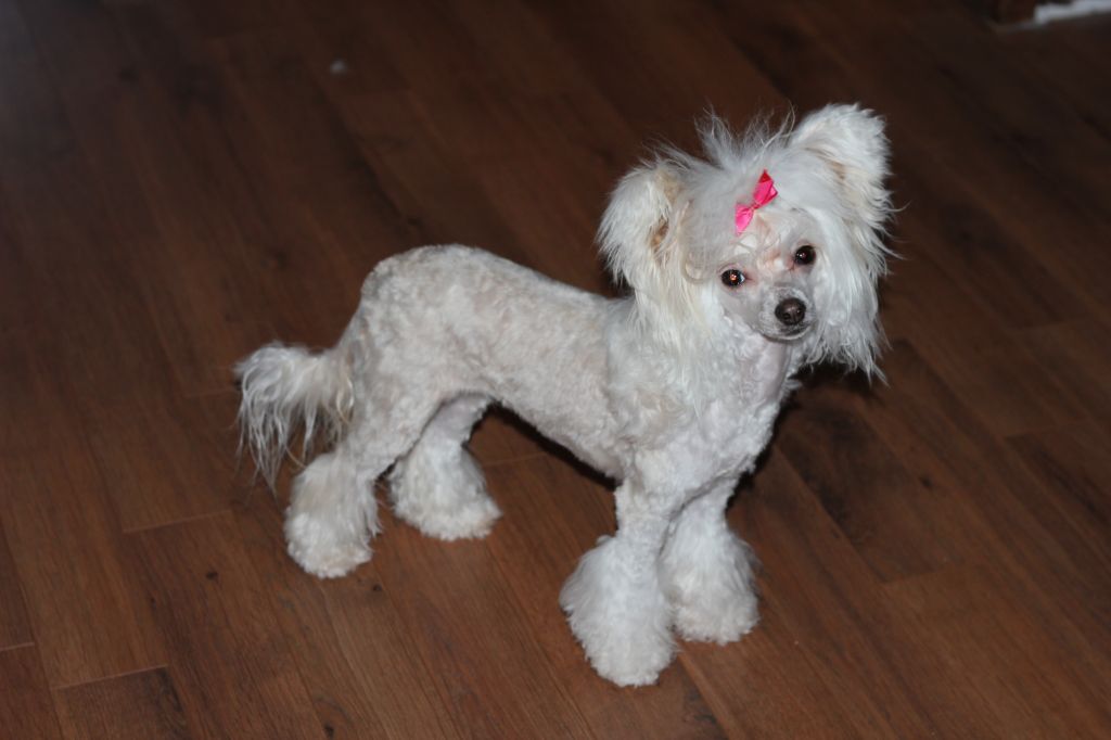 Jewels Gotcha Monkey Jamani