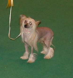 Crestmagic's Afrodite