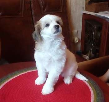 Sapfir iz Tsarskogo Sela Chatti