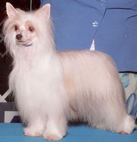 Ahlure's Gina Davis At Mei San