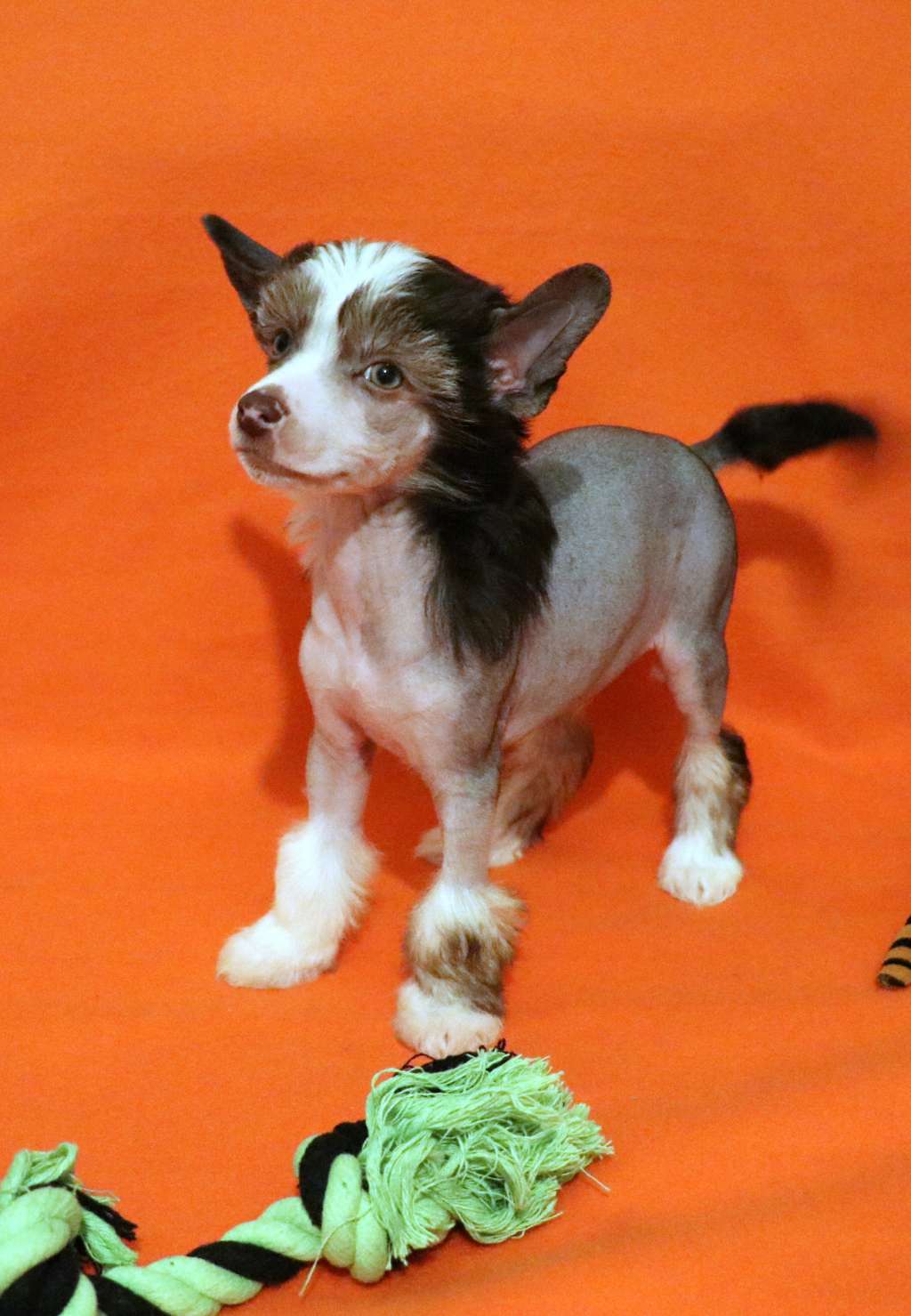 Johnny Walker King of Diamonds