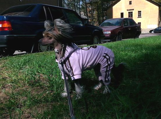 Volshebnaja Loshadka Al'verna