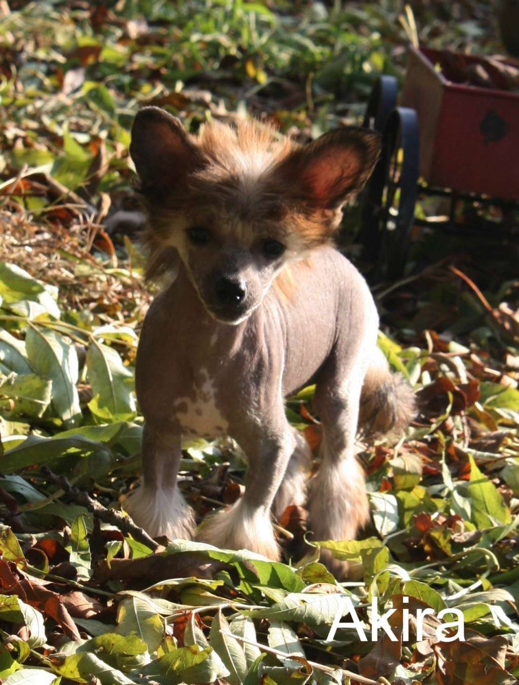 Akira Vom Hause Rösch