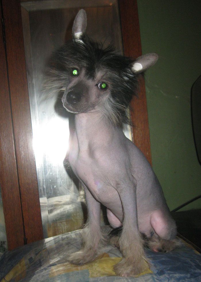 Angel O' Check Fortuna.