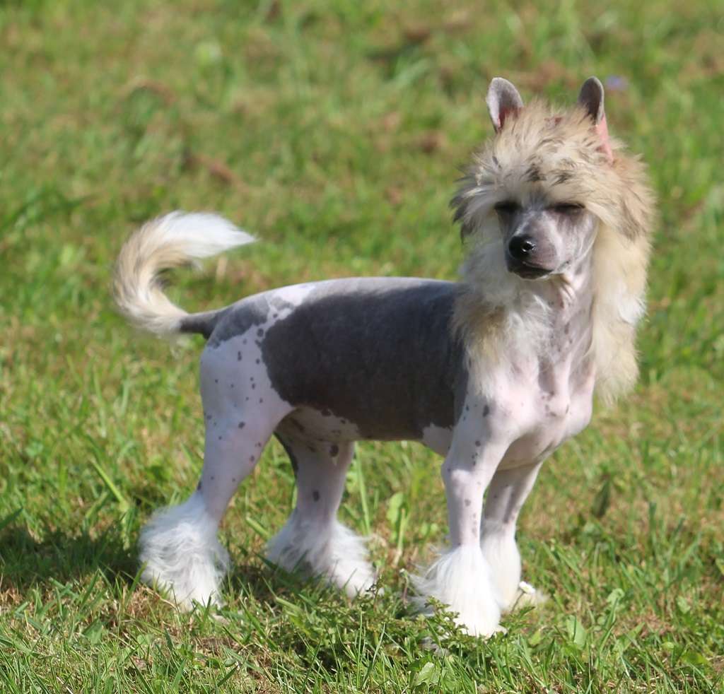 Fearless de Almamasan