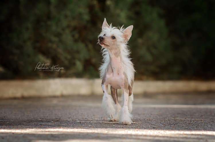 Patricia Dneprovskoye Solntse