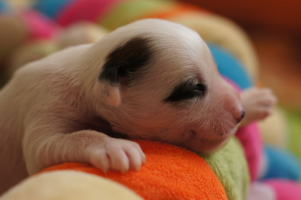 Eternity  iz Diamond Sity