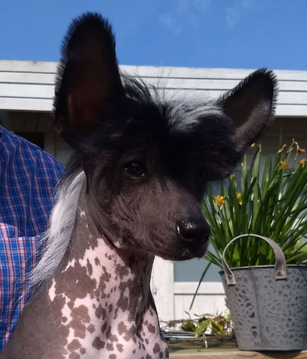 Party Animal of Angel's Legacy