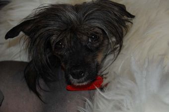 Sørperlas Famous Feebee