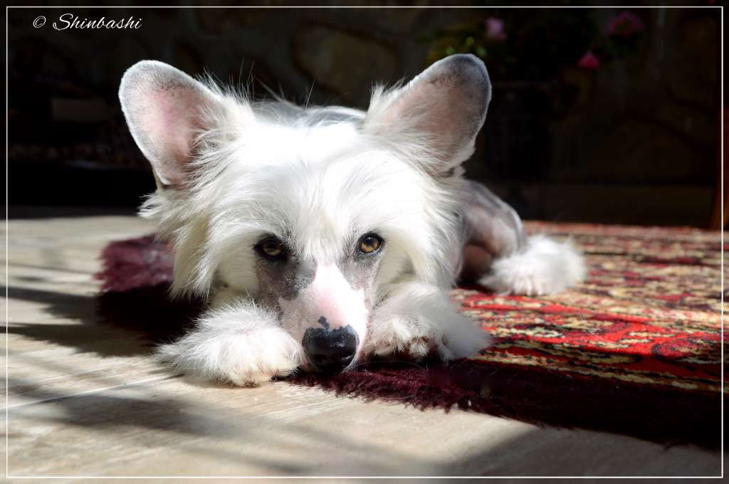 Everybody Talks von Shinbashi