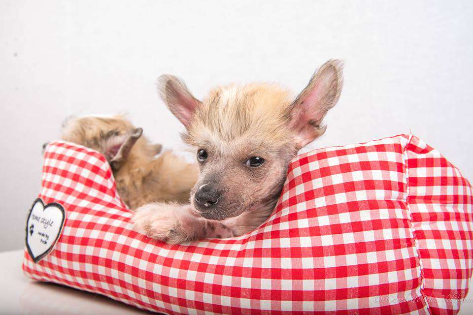 Traumtänz Nearly Explosive