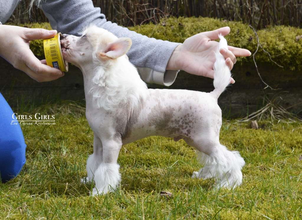 Girls Girls His Whisky Blues