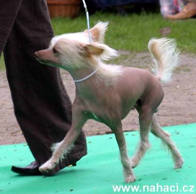 Aragorn Adonis Chin-Chin