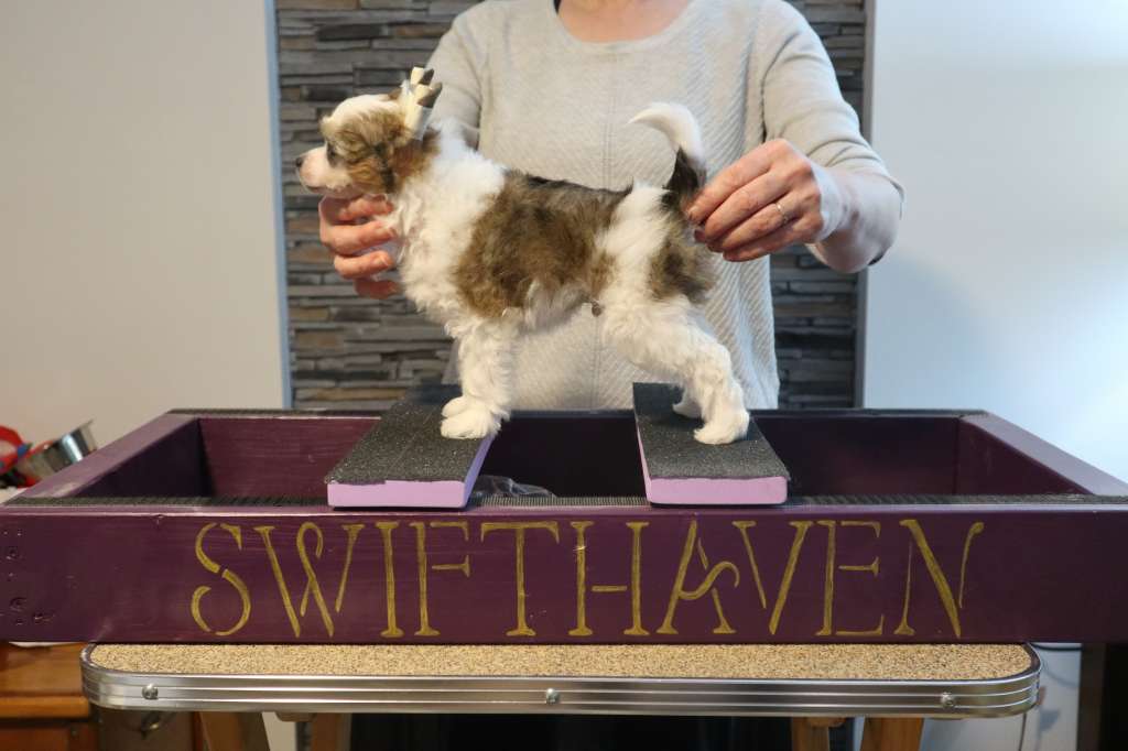 Swifthaven Little Bugsy Malone