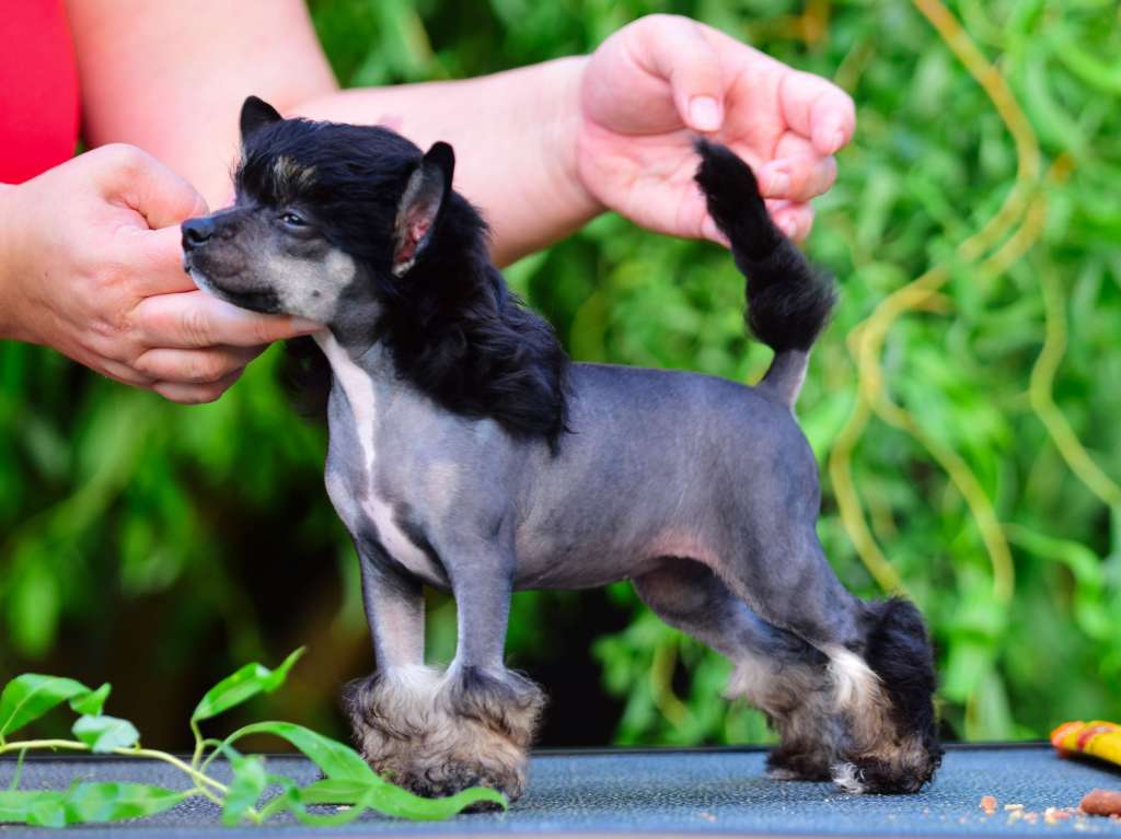 Hotaru Momoko Freuhartang