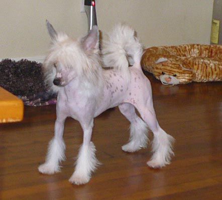 Blancho Tapscott's White Tornado