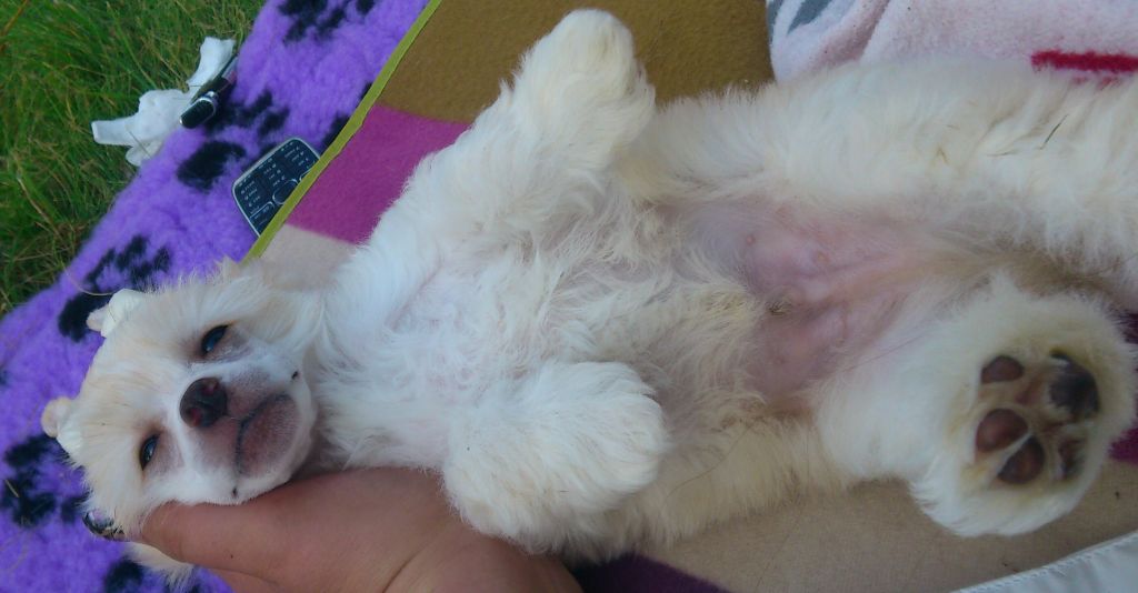 True Polar Bear Magma