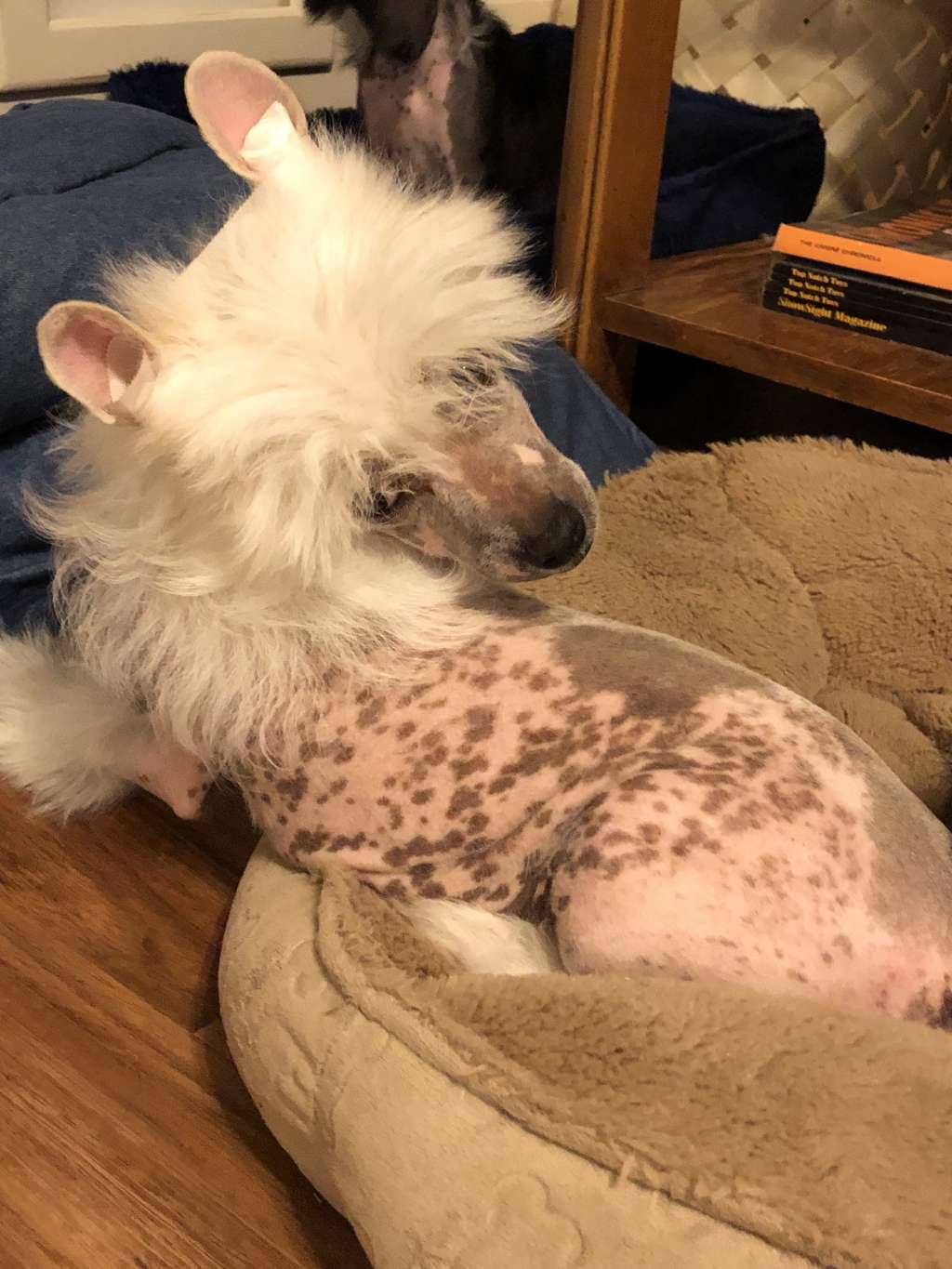 Carrera Sunlit Live Wire