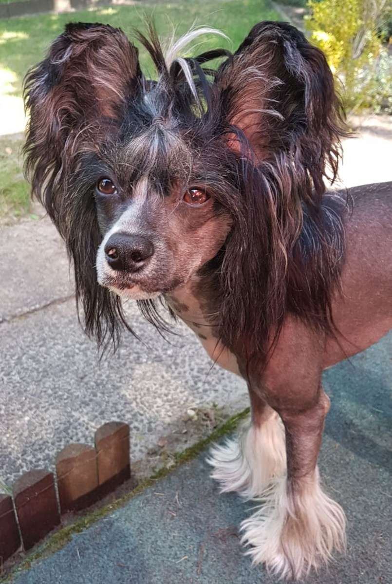 Campari Flip Star of Golden Lily