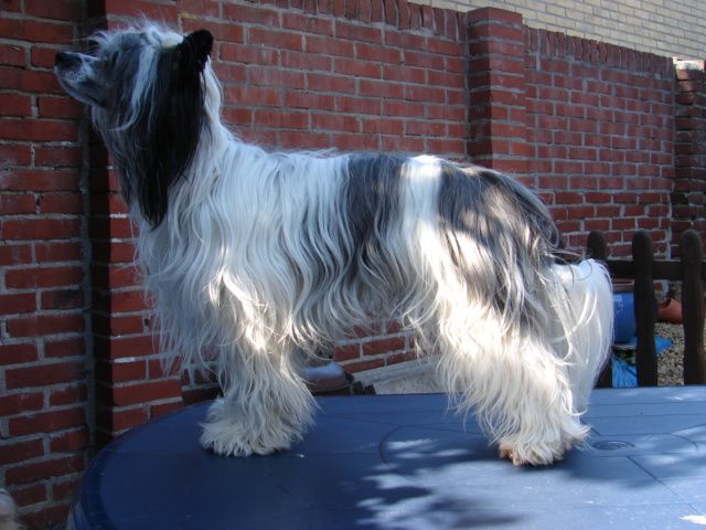 Ama-Tsu-Kami Black n White Magick