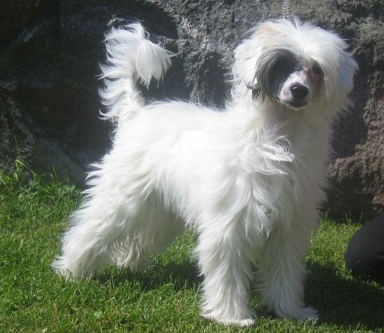 Sun Dan Choco Vanilla