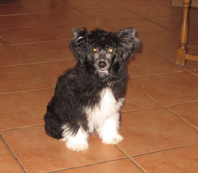 Tadewi von den Windpferden