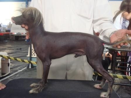 Bark Pelado do Baktaran