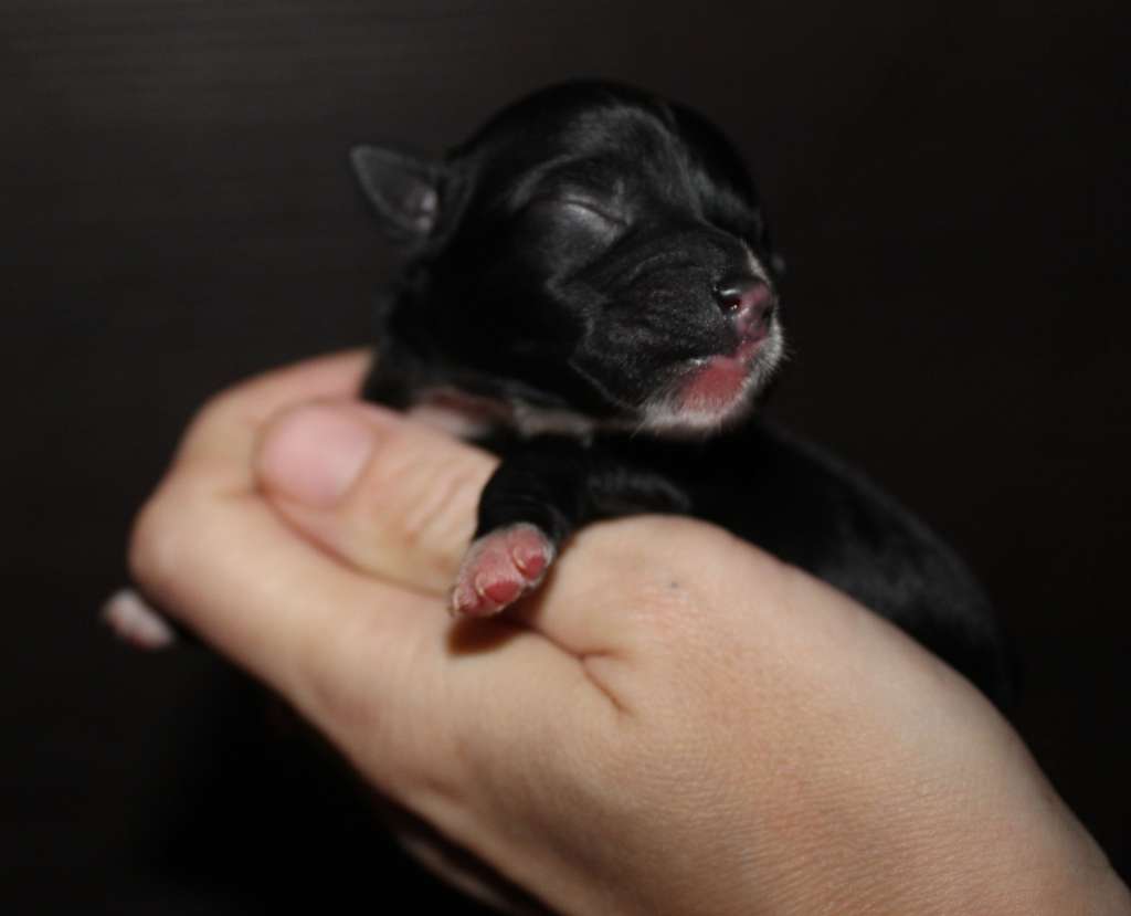 Charuyuschiy Soblazn Ch...