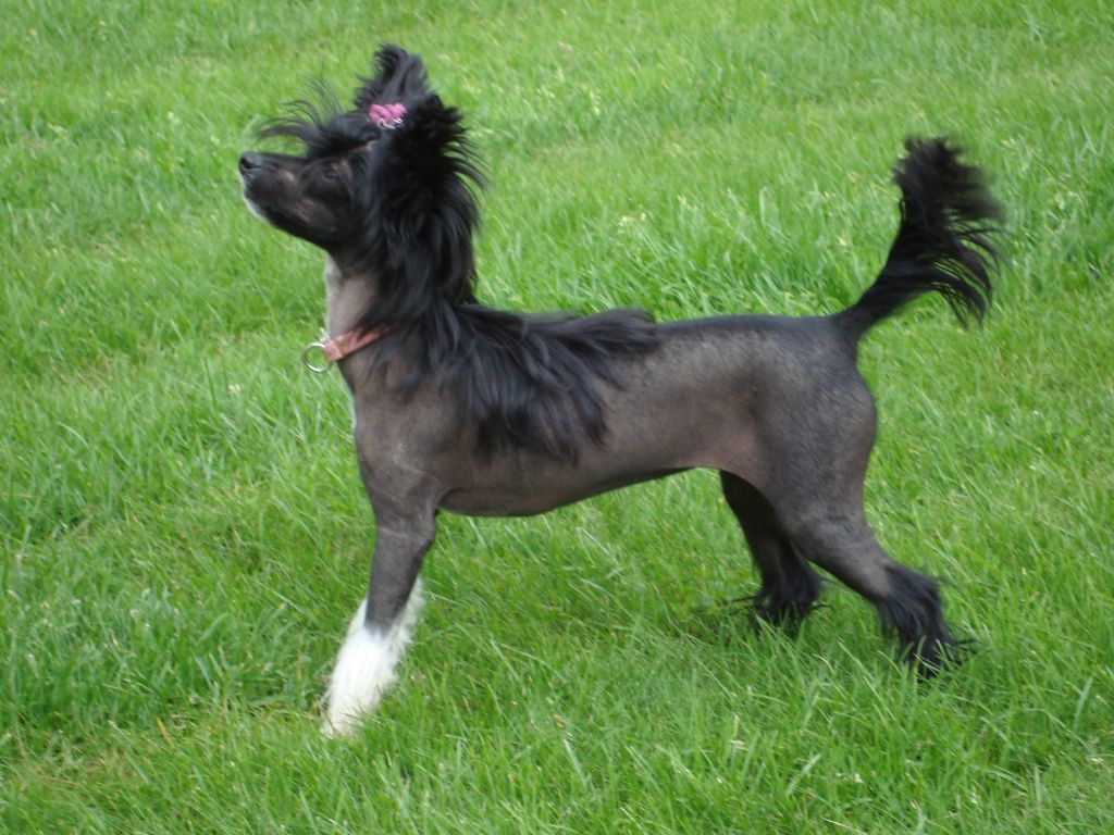 Stormblåstens Dreamside Dominions