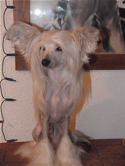 Taï Mandchou's Gyatt