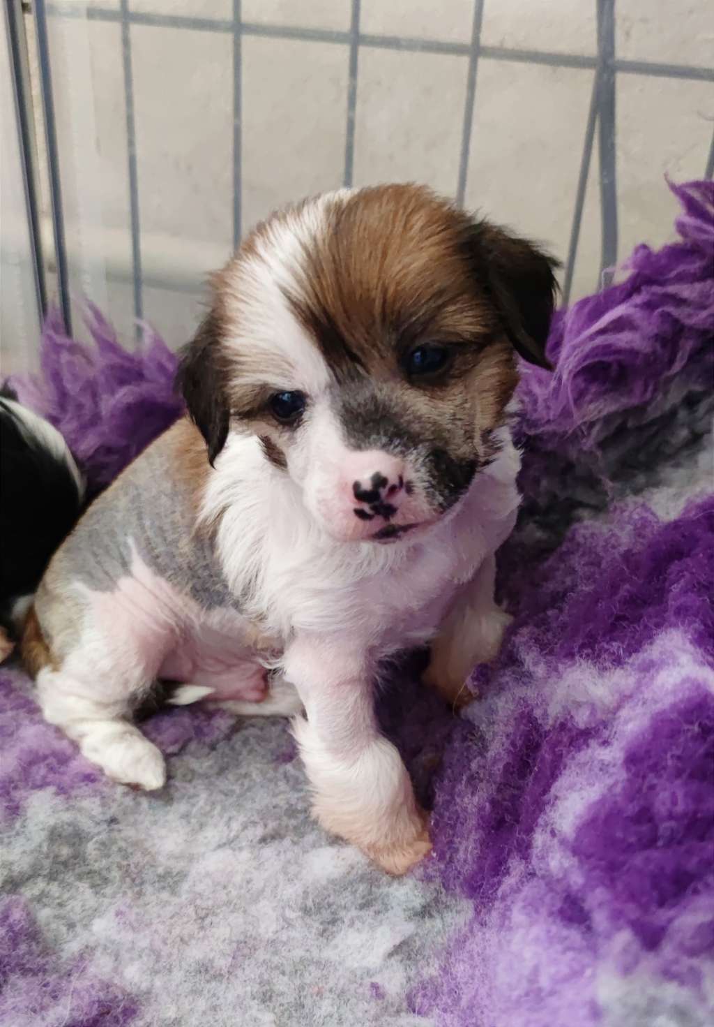 Lover of my life Laminacka