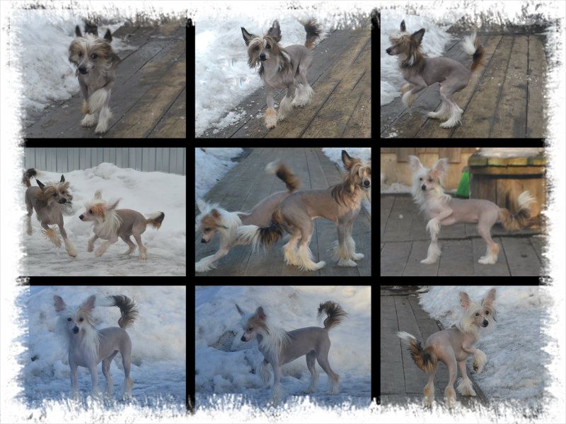 Vologodskiy Souvenir Vi'king