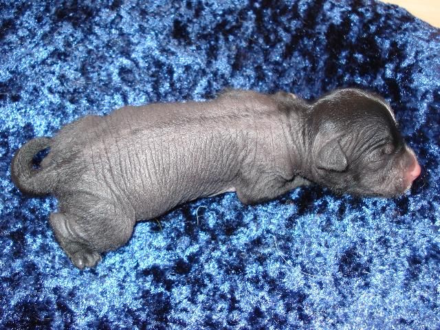 Stars at Sea Fandango