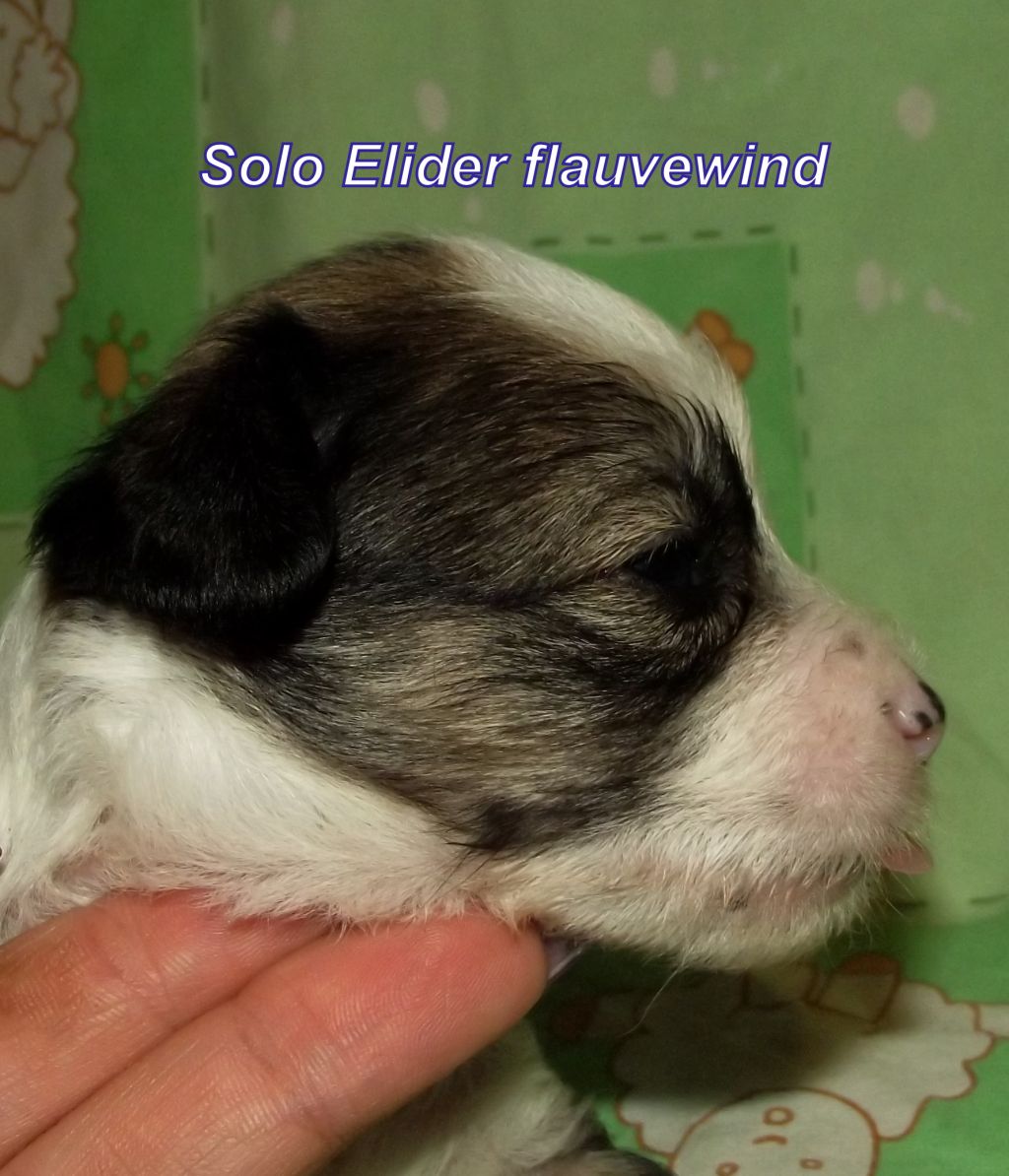 Solo Elider Flauvewind