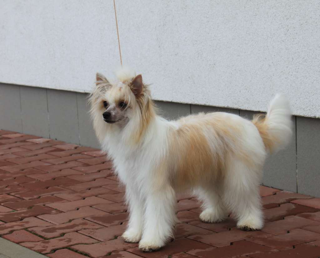 Daenerys Flower Badius