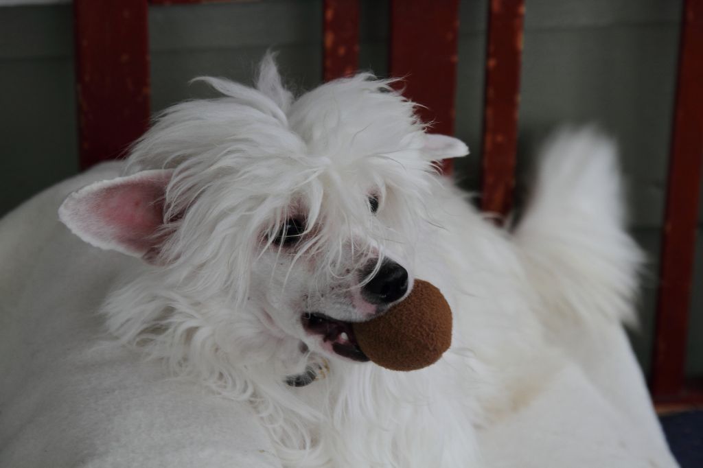 Eugenios White Angel