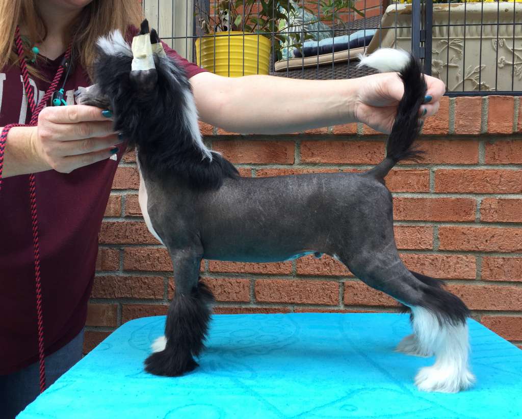 Zhen's Runnin' Down A Dream