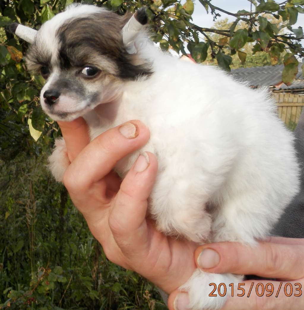 Angel O' Check Briseida