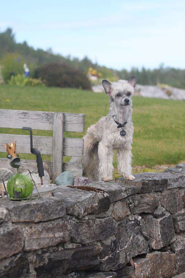 Lundens Crest Cornelius