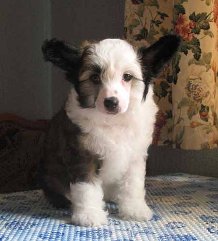 Fantastik Kashmir Gerceg