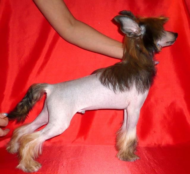 Dogland Happy Ulan Oks Company