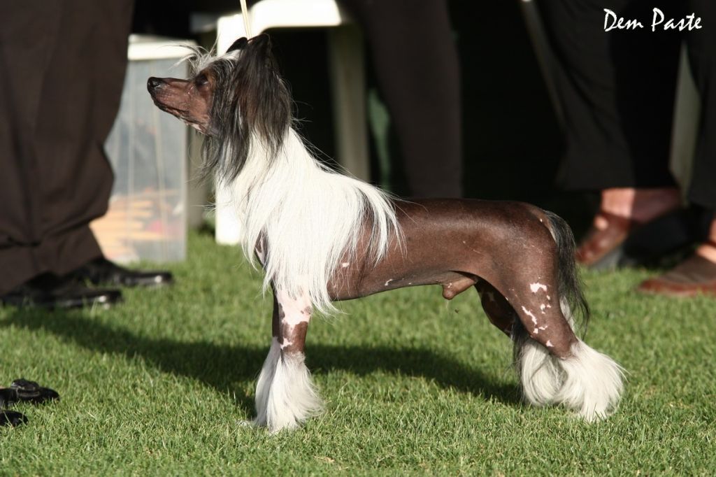 Zajkar Rosa Thea FCI